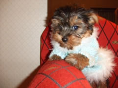 AKC yorkie pups for sale in Tampa